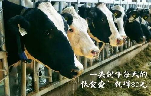 认养一头牛最新爆料,揭秘幕后故事与品牌发展新动向  第2张