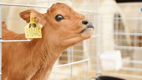 认养一头牛最新爆料,揭秘幕后故事与品牌发展新动向  第3张