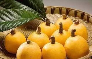 莆田最新爆料摘枇杷事件